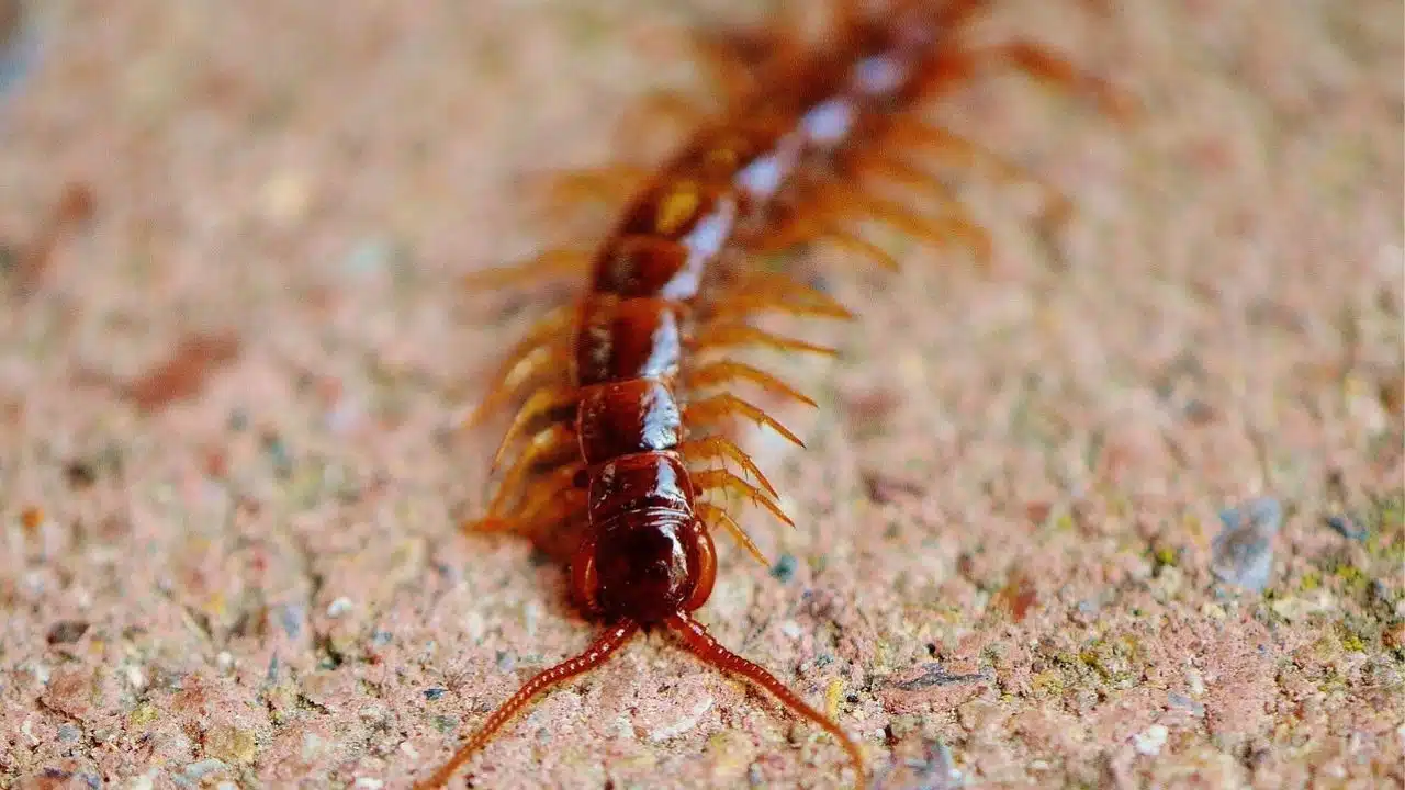 Méthodes naturelles pour éloigner les mille-pattes