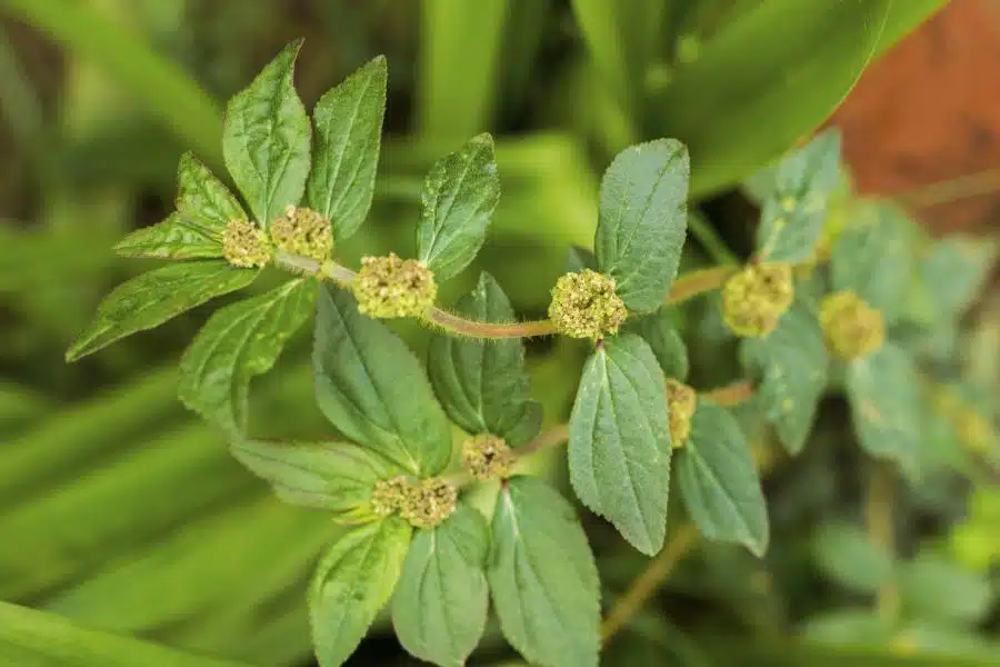 Préparation d'infusion d'Euphorbia hirta
