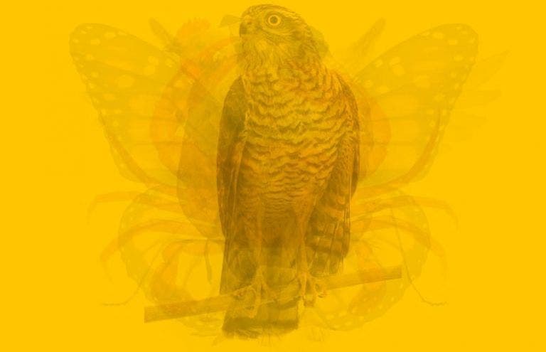 L'animal que vous voyez en premier sur l’image