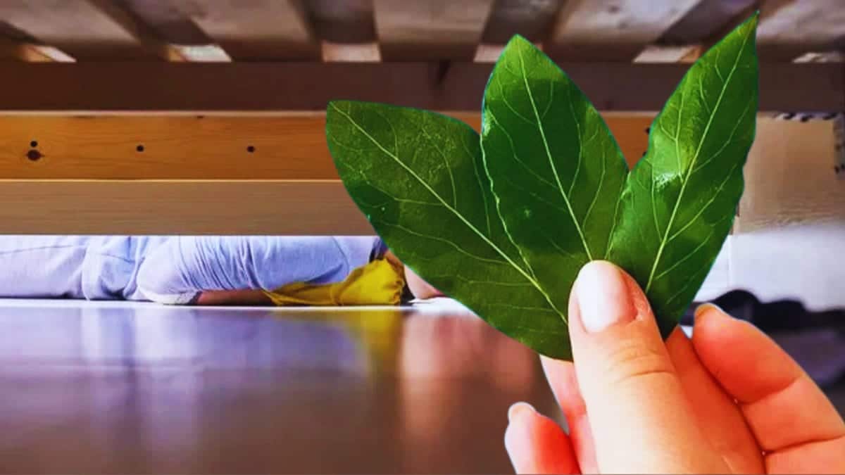 Personne plaçant des feuilles de laurier sous un lit