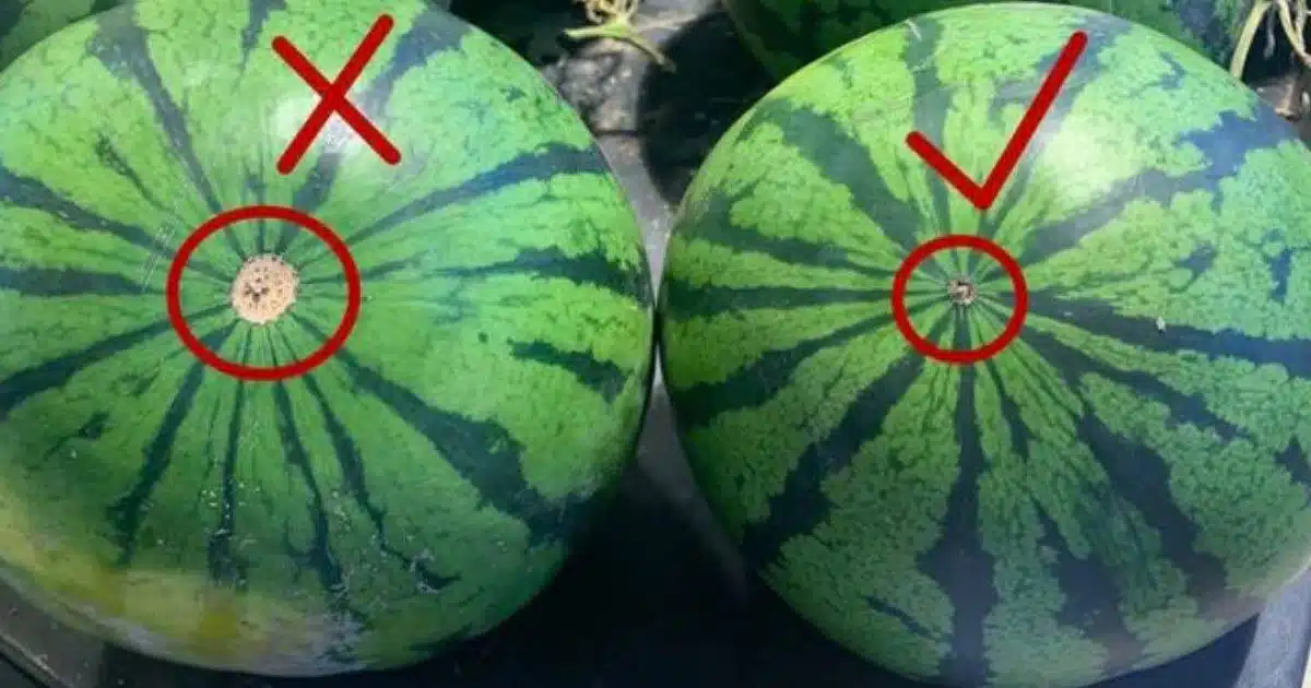L’astuce pour choisir une pastèque mûre avec la chair bien rouge et sucrée ‏‎
