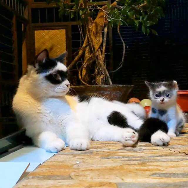 Le chat Boy et son petit1