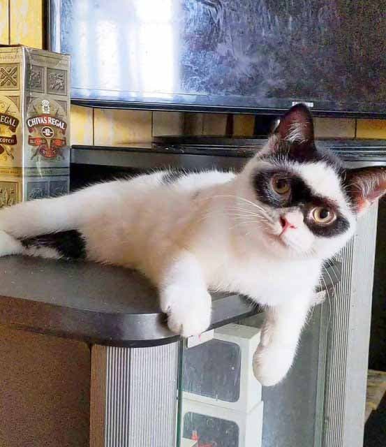 Le chat Boy