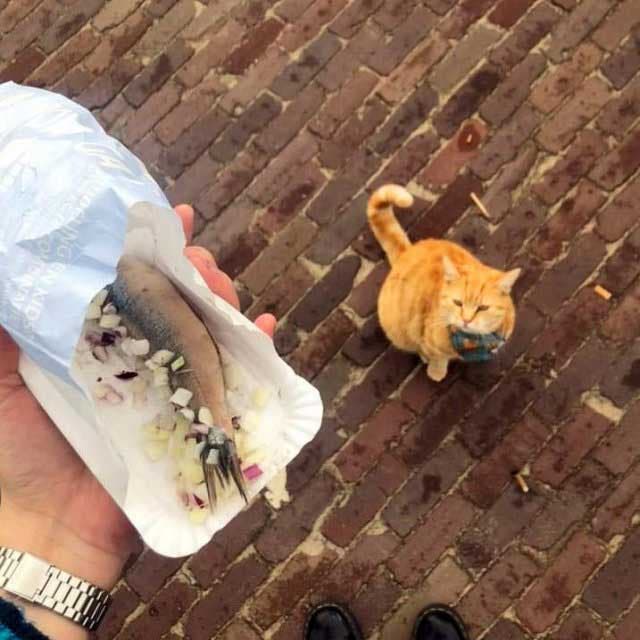 Le chat Charley