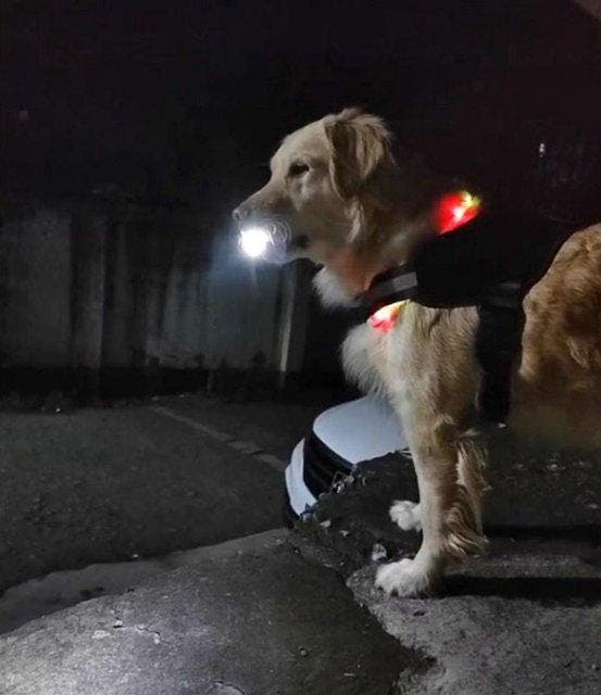 Le chien Mao Mao
