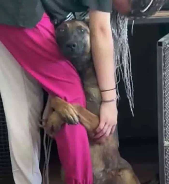 Le chien serre la jambe de sa propriétaire1