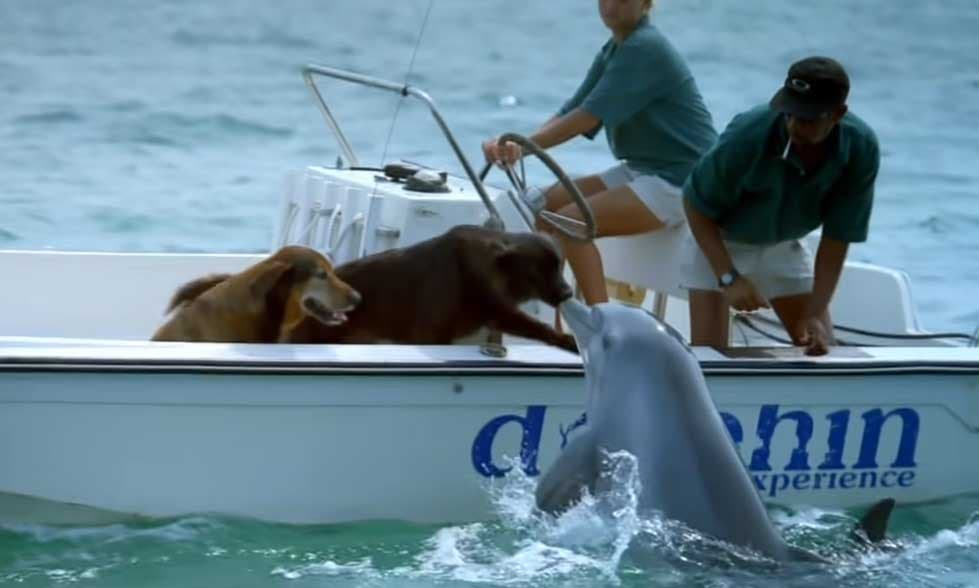 Le dauphin salue les chiens1