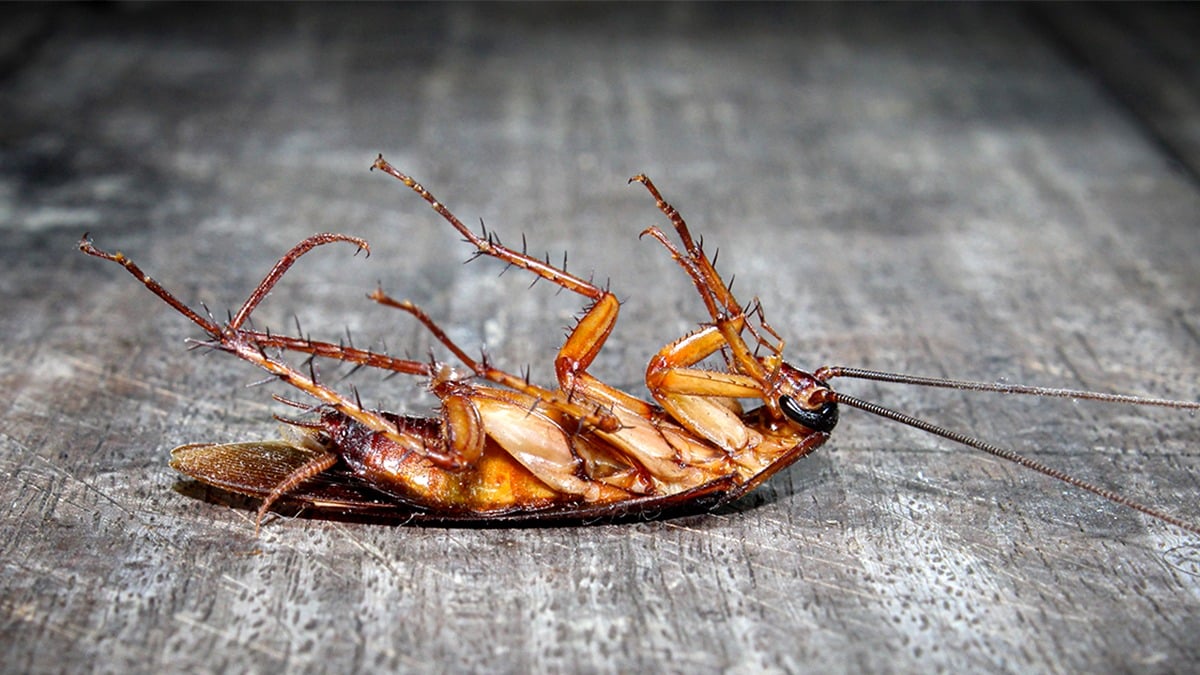 Feuilles de laurier contre les cafards