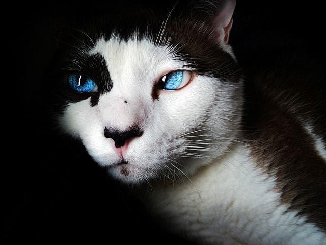 Les chats protègent votre maison des esprits négatifs et des fantômes