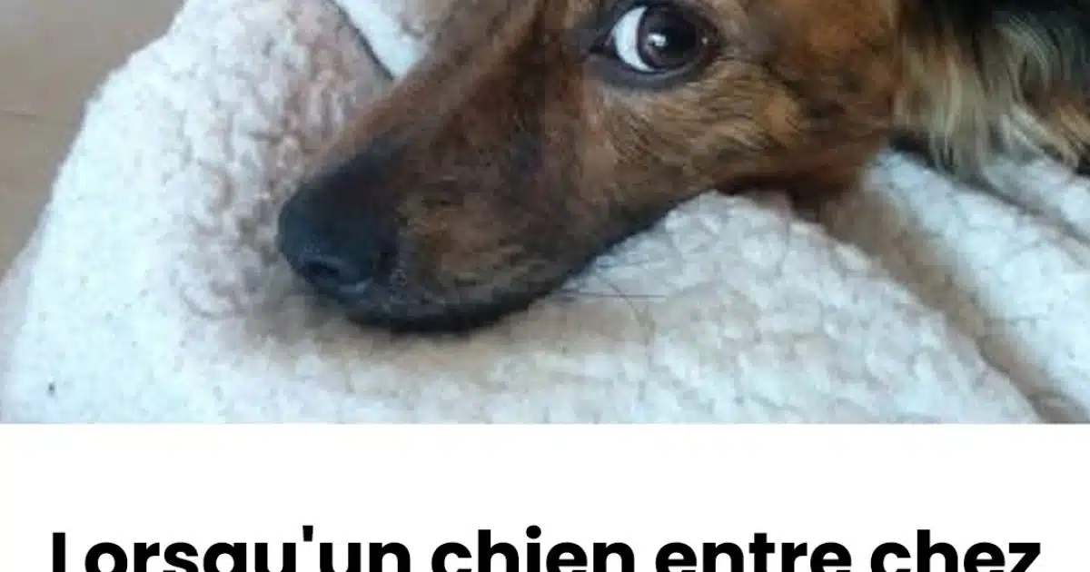 Pourquoi un chien vient-il chez vous et ne veut-il pas en sortir ?