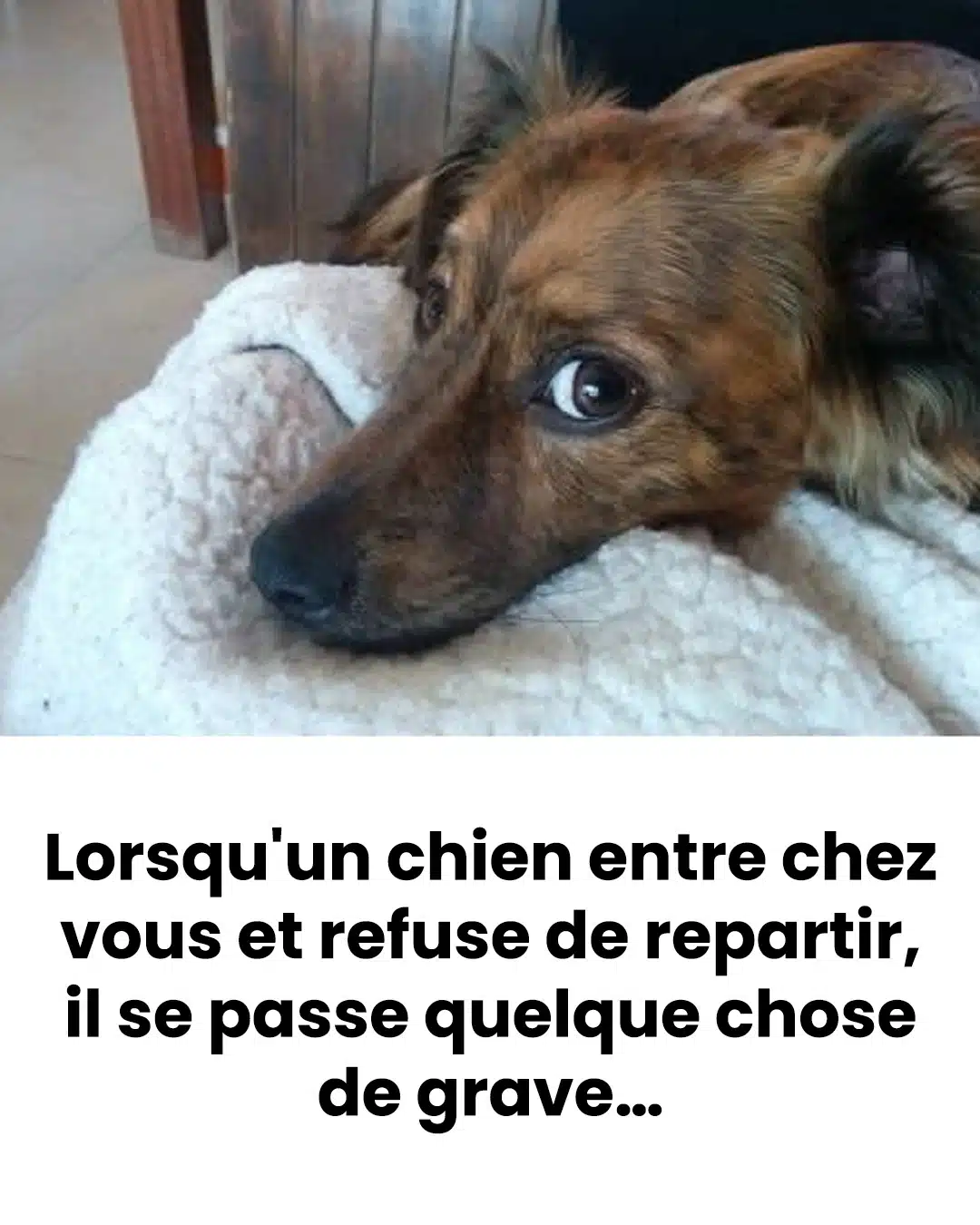 Pourquoi un chien vient-il chez vous et ne veut-il pas en sortir ?