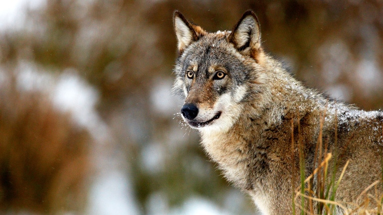 Loup en train de s'éloigner