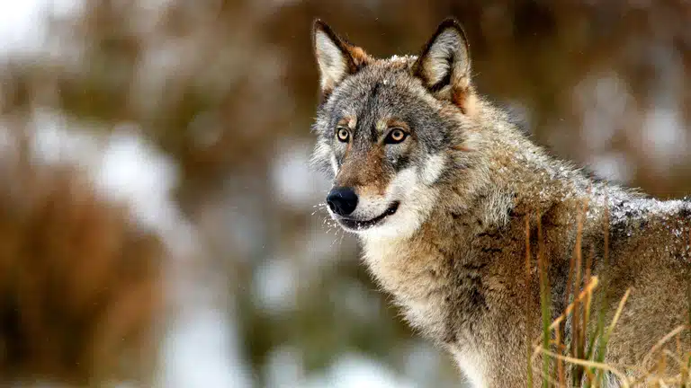 Loup en train de s'éloigner