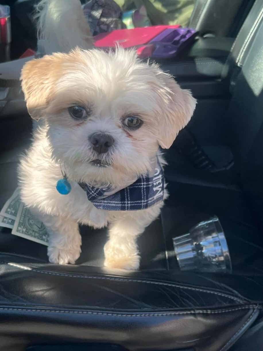 Milo, un chien du refuge adopté