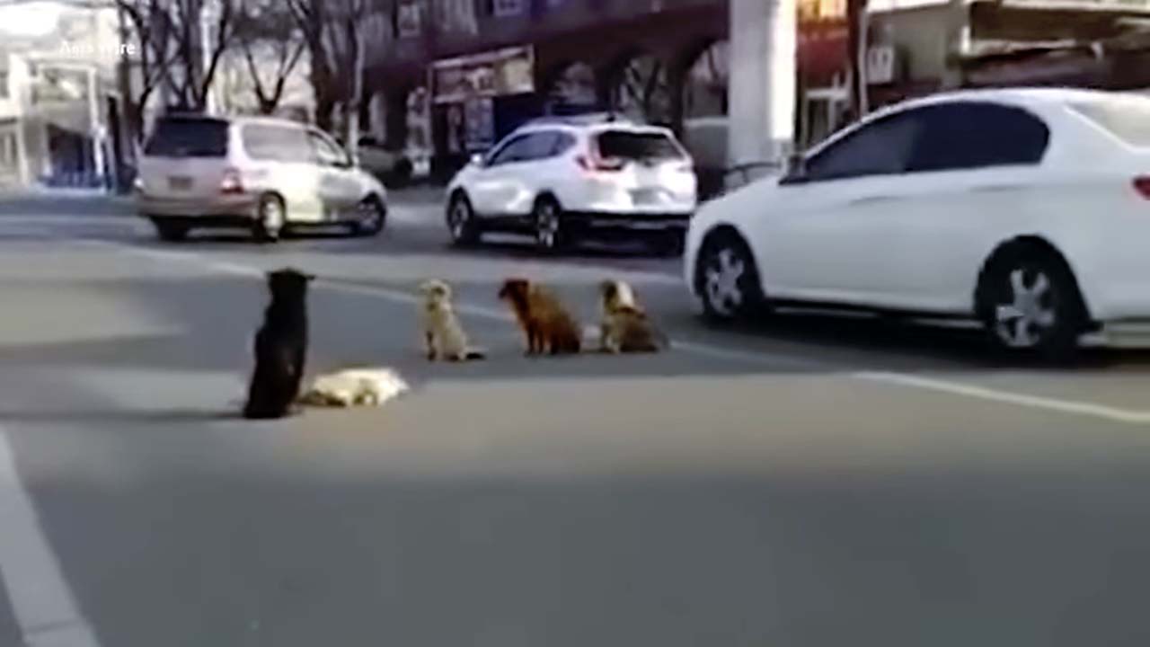 Quatre chiens bloquent la route pour protéger leur ami