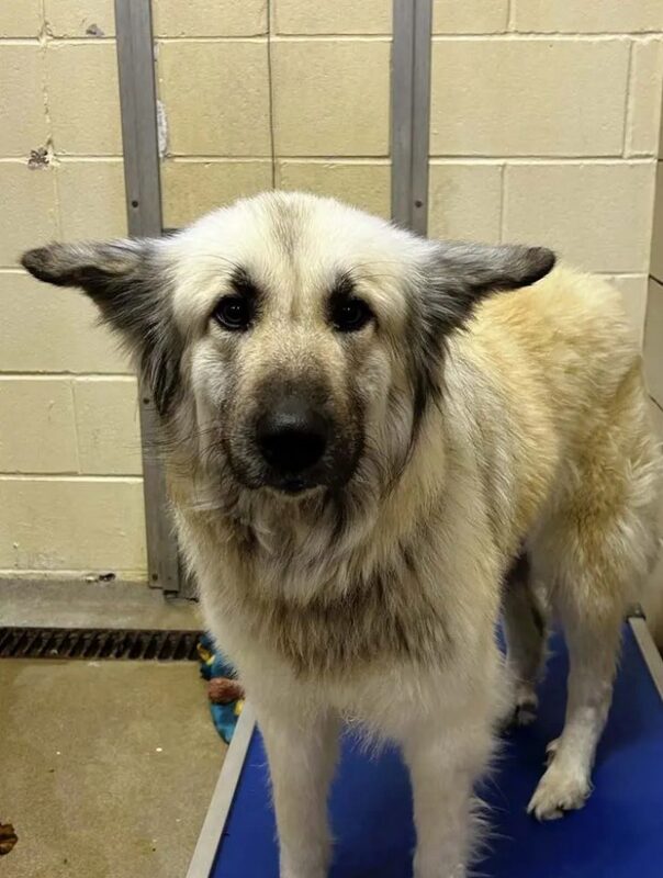 Lilo, une chienne abandonnée avec une note émouvante