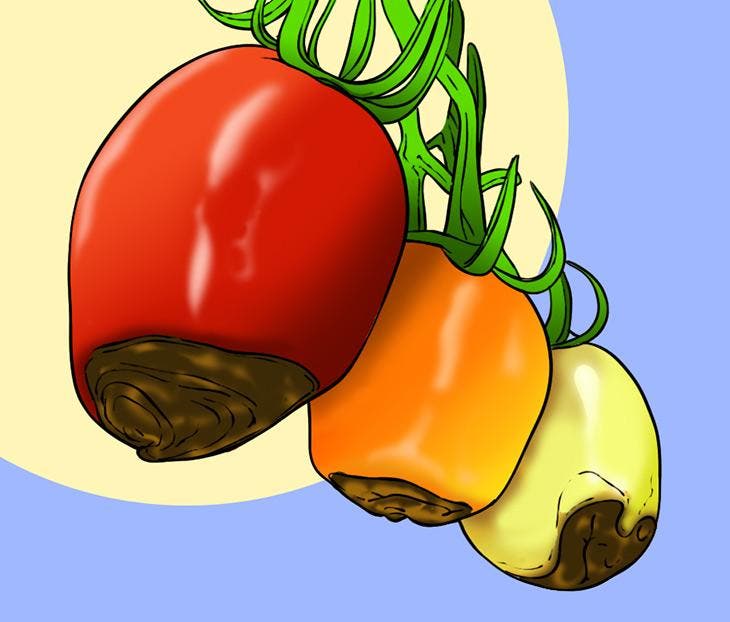 Tomates atteintes de la maladie de pourriture apicale 