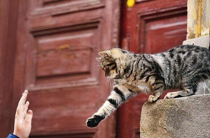 Un chat joueur