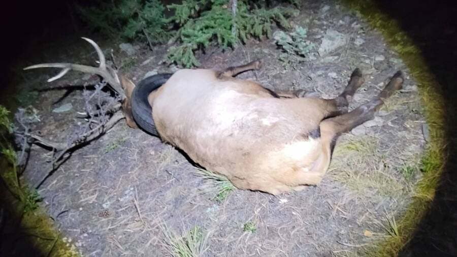 Un wapiti1