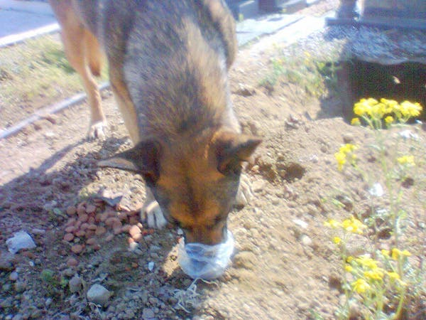 Une chienne refuse de s’éloigner d’une tombe