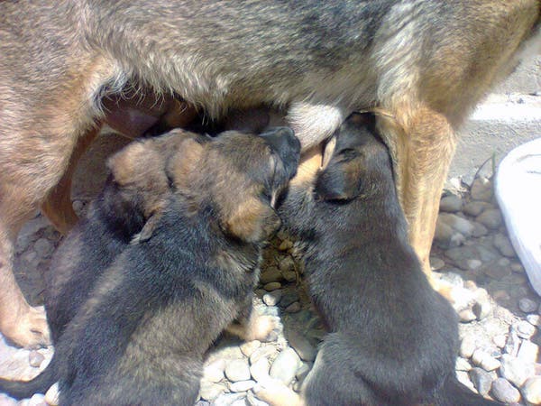 Une chienne refuse de s’éloigner d’une tombe