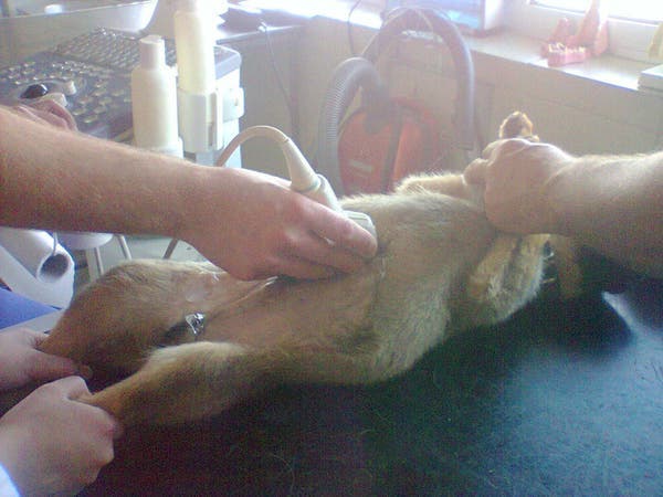 Une chienne refuse de s’éloigner d’une tombe