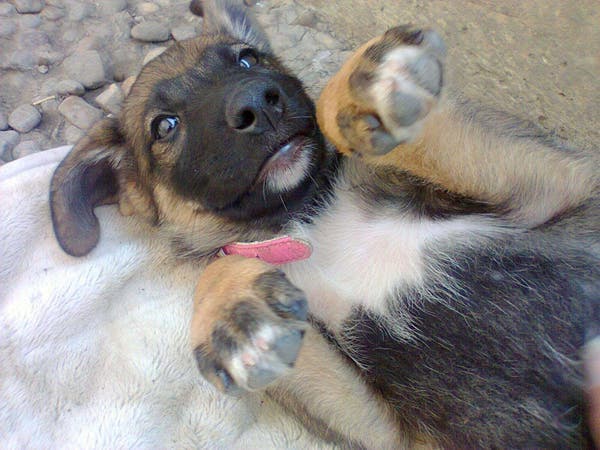 Une chienne refuse de s’éloigner d’une tombe