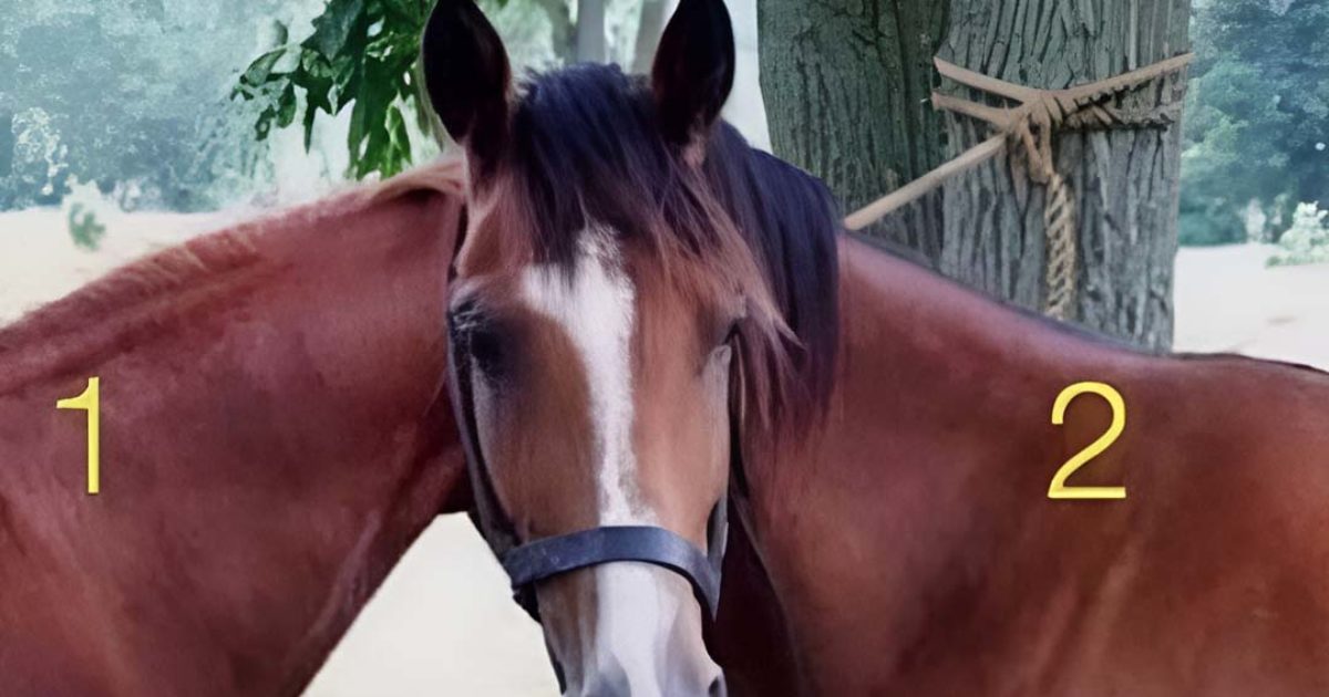 À quel cheval appartient la tête ?