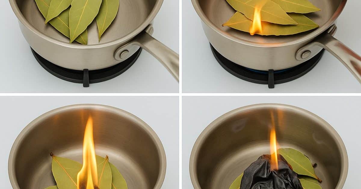 À quoi sert la combustion du laurier à la maison ?