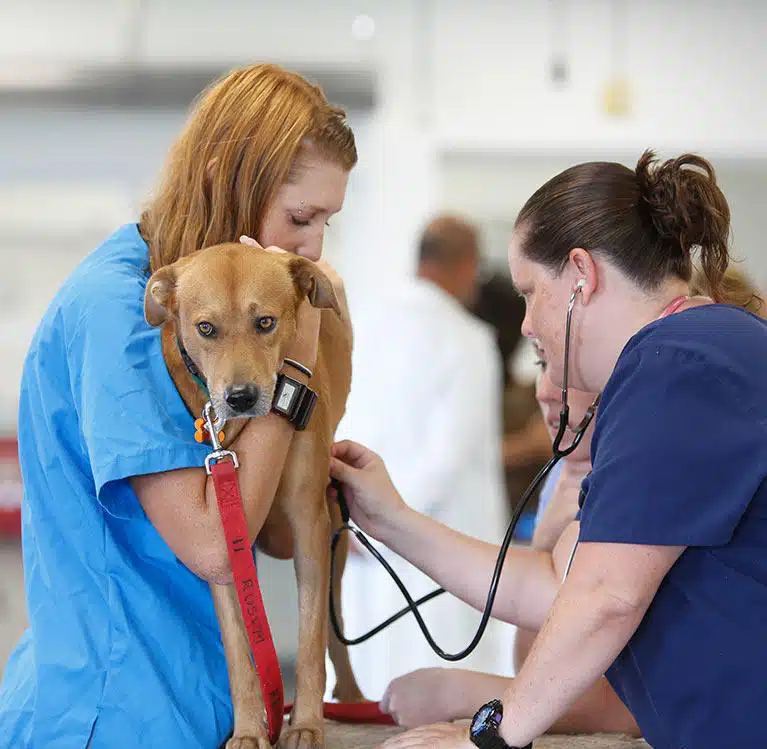 Vétérinaire examinant un chien