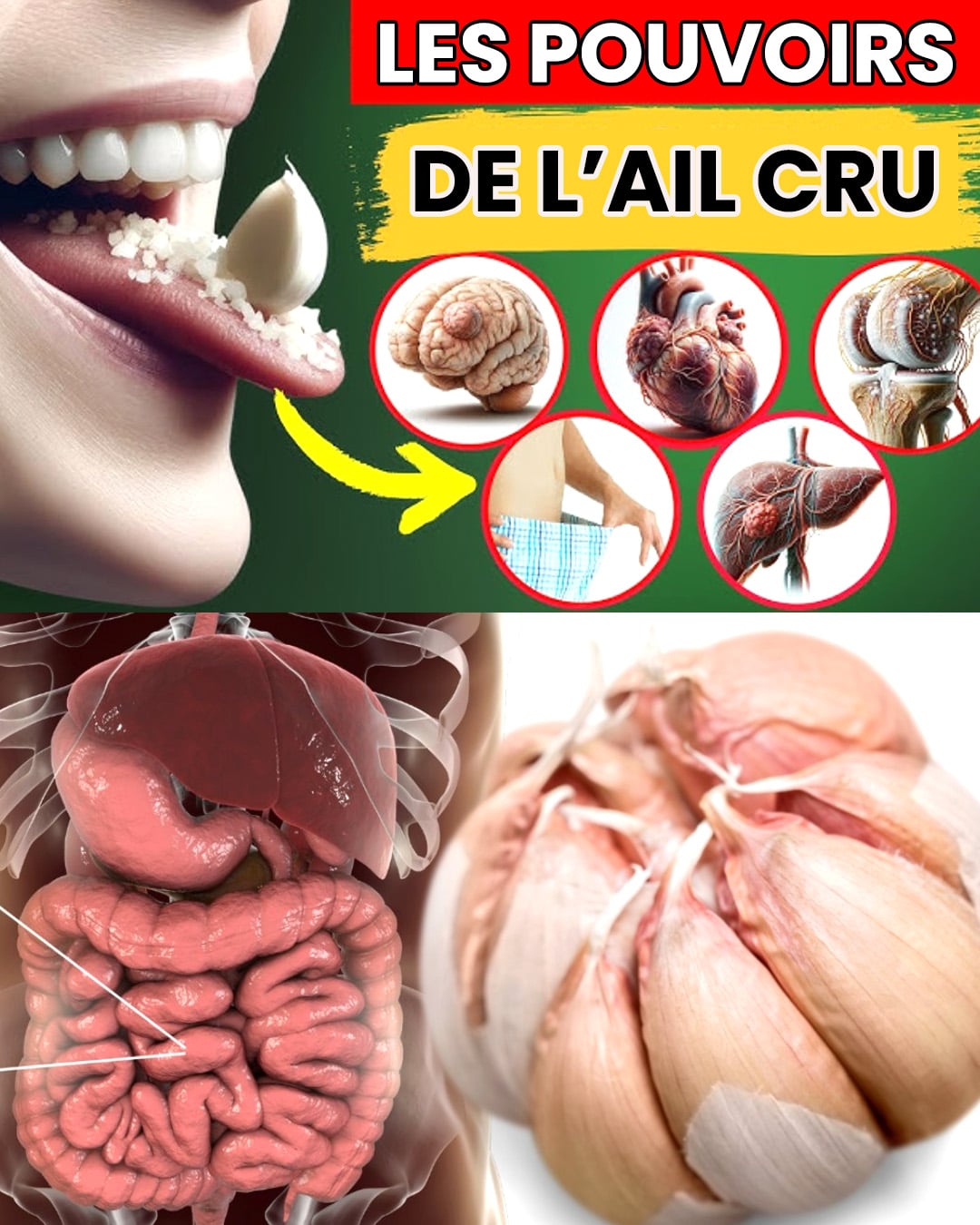 Ail cru : le petit super-aliment aux grands bienfaits pour la santé