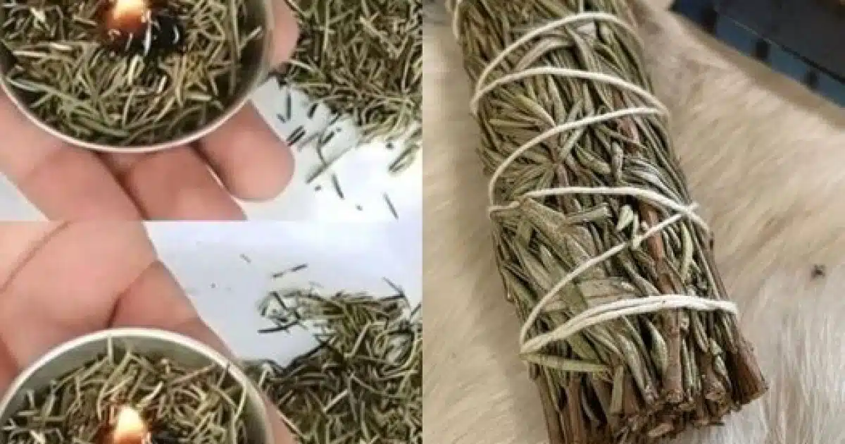 Allumez un brin de romarin chez vous et observez les effets après 15 minutes