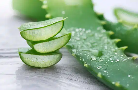 Aloe Vera en pot