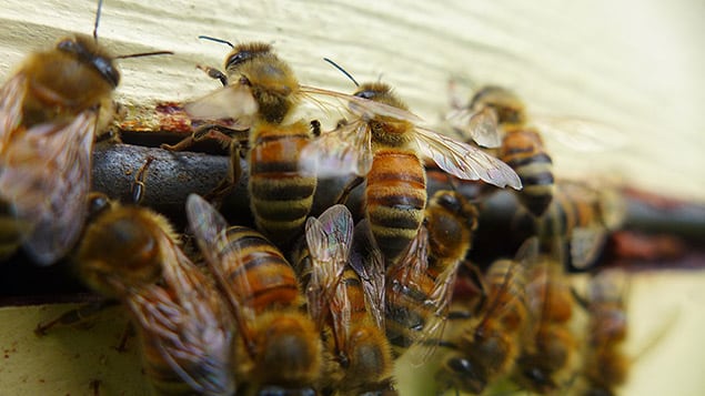 Abeilles autour d'alvéoles