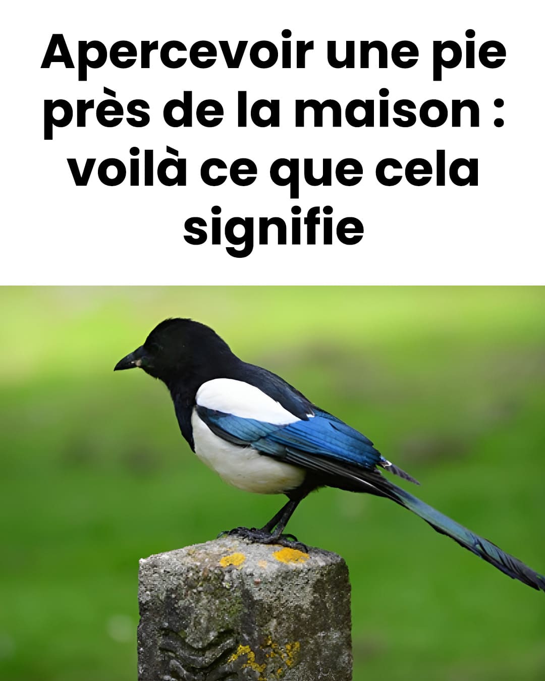 Apercevoir une pie près de la maison : en voici la signification