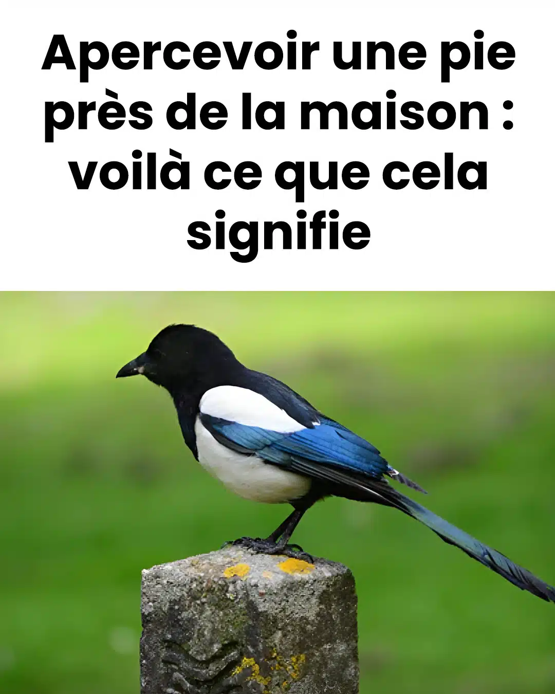 Apercevoir une pie près de la maison : en voici la signification