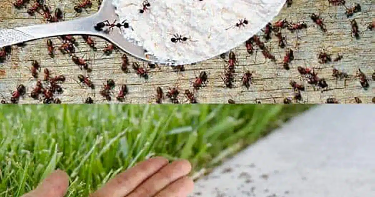 Appliquez ceci et débarrassez-vous des fourmis : ne voyez plus jamais ces insectes dans votre maison ou votre jardin