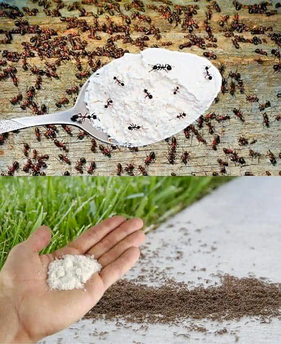 Appliquez ceci et débarrassez-vous des fourmis : ne voyez plus jamais ces insectes dans votre maison ou votre jardin