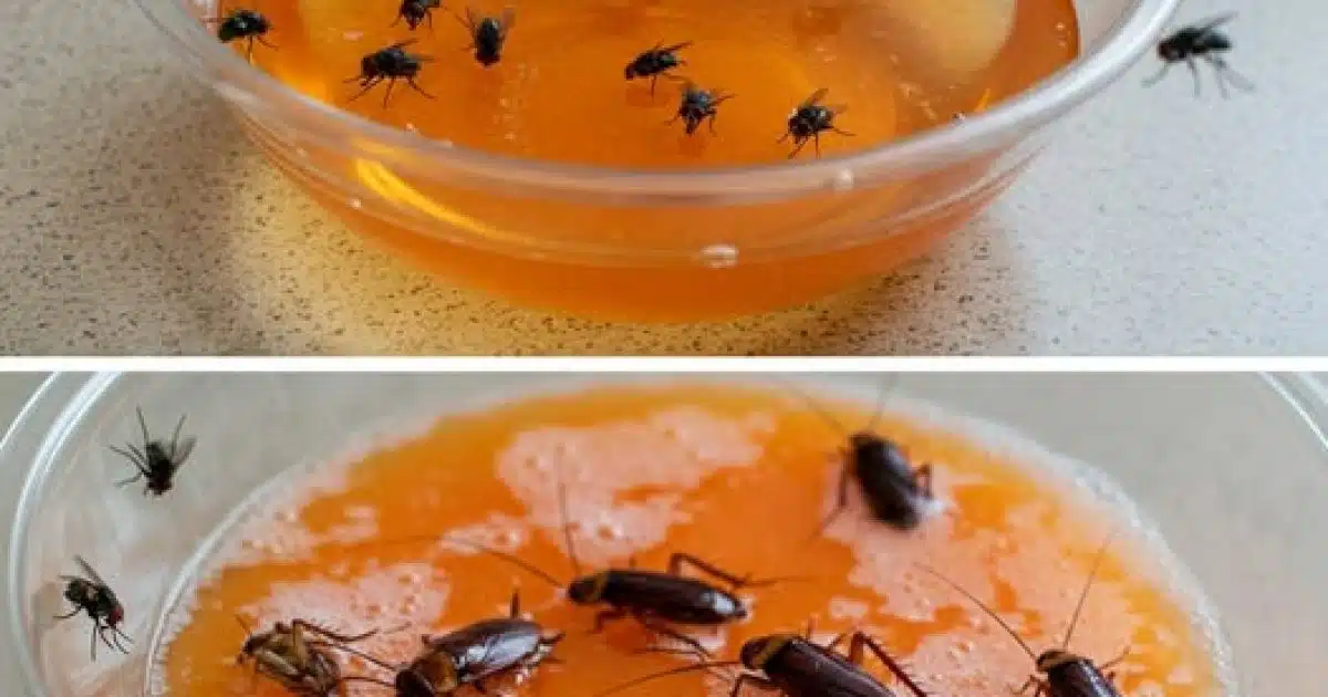 Appliquez cette astuce simple à la maison : il n'y aura plus de mouches ni de cafards au bout d'une heure