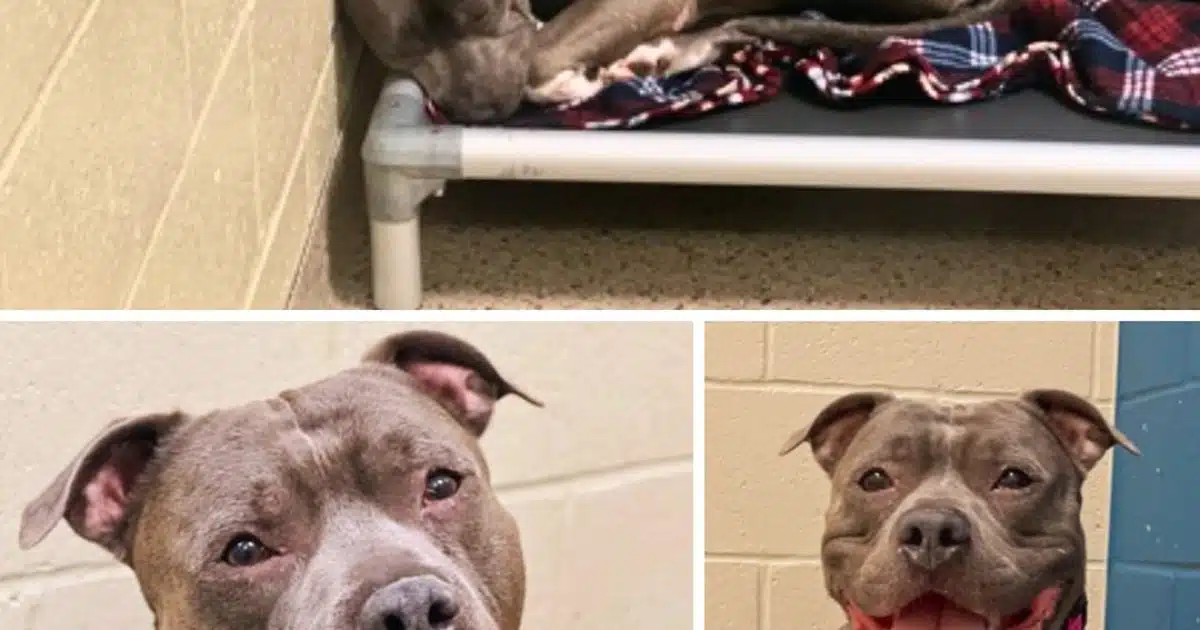 Après 260 jours passés au refuge, le chien perd espoir et « pleure sans cesse ».