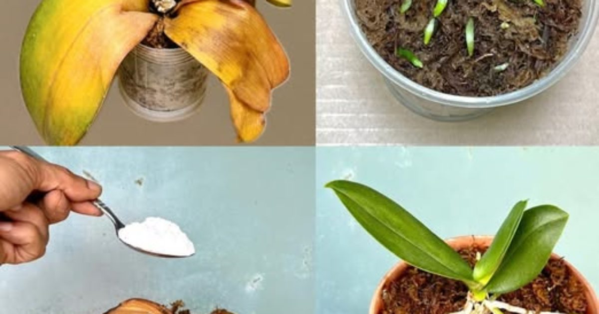 Après avoir lu ce conseil, vous ne jeterez plus jamais de vieilles orchidées