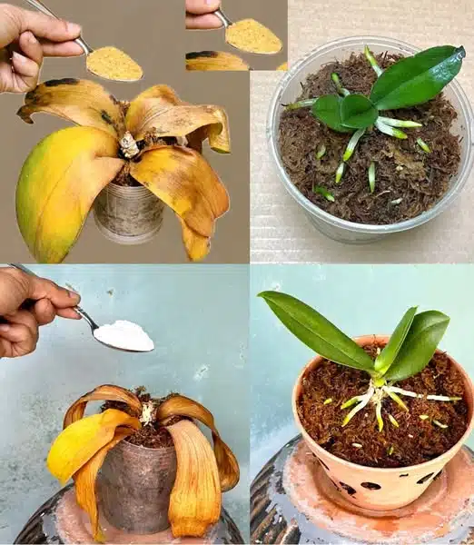 Après avoir lu ce conseil, vous ne jeterez plus jamais de vieilles orchidées
