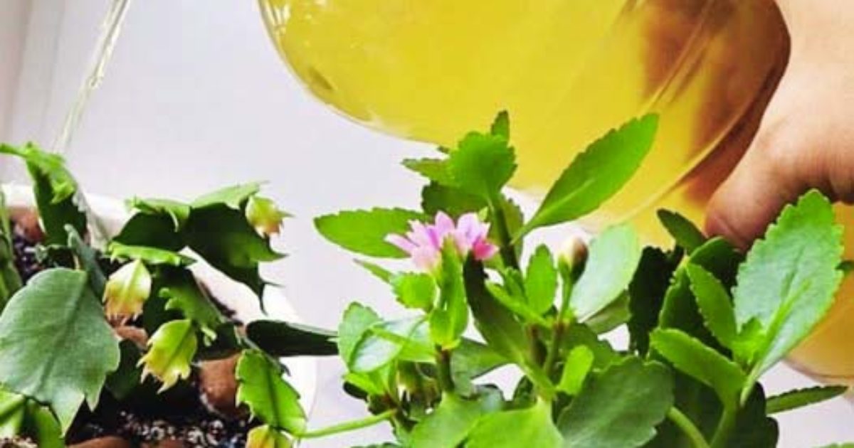 Arrosez vos plantes d'intérieur avec cet engrais pour les faire fleurir naturellement