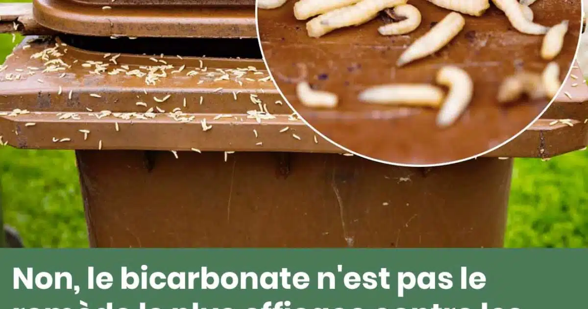 Asticots dans les poubelles : 3 astuces pour s'en débarrasser