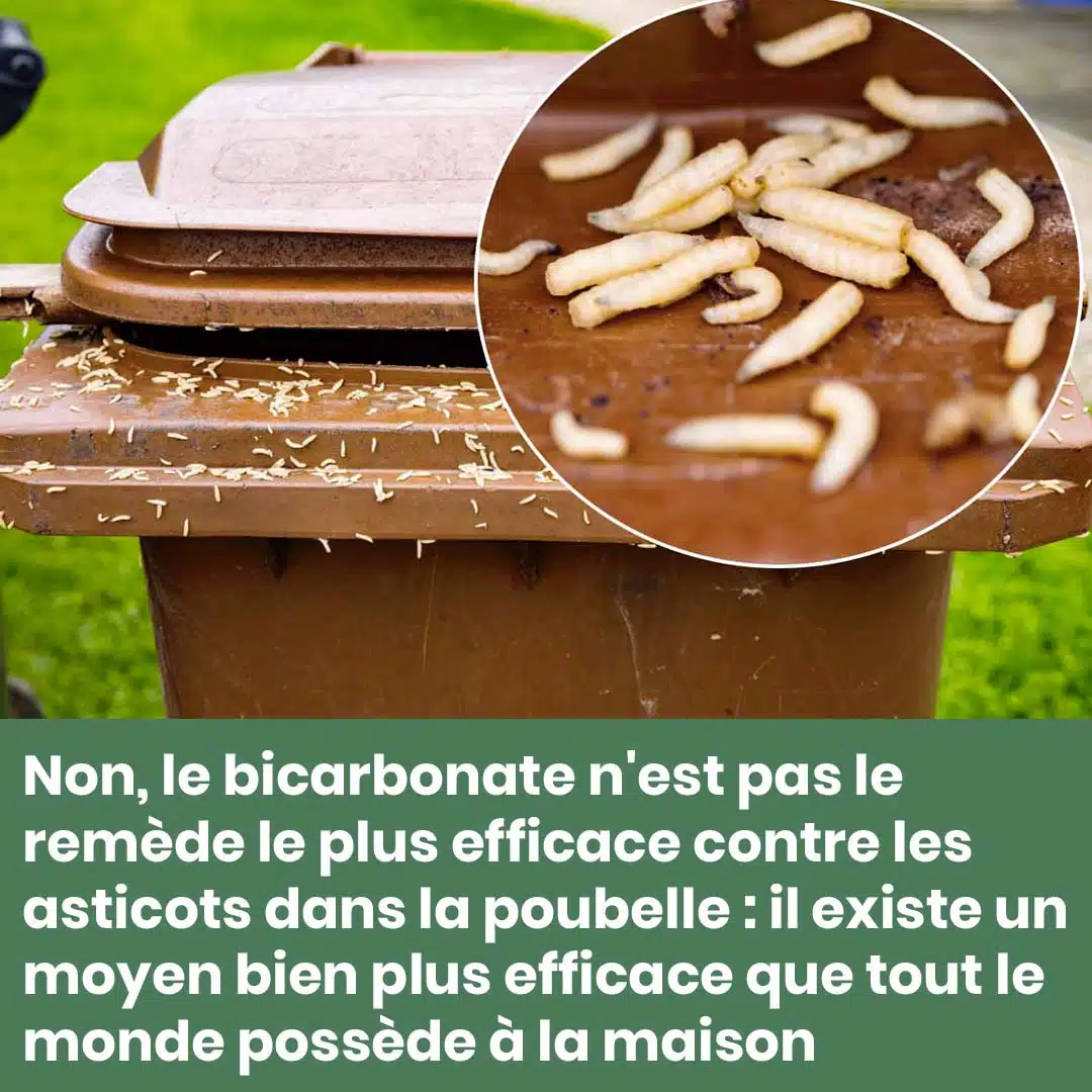 Asticots dans les poubelles : 3 astuces pour s'en débarrasser