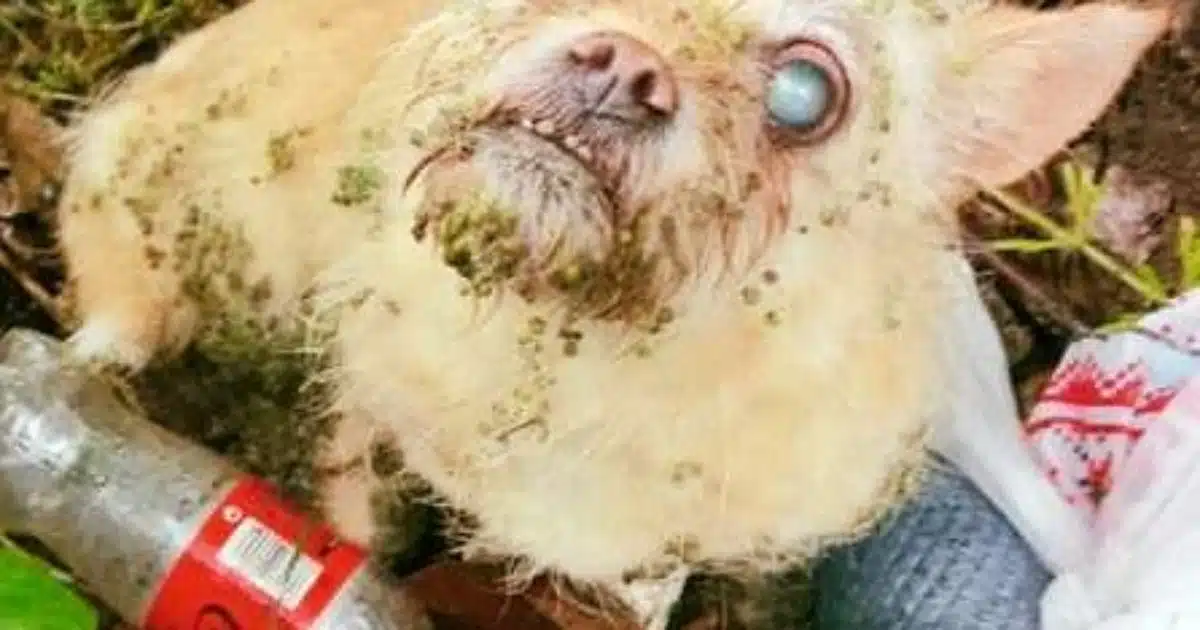 Aveuglé par son pelage épais et emmêlé, ce petit chien errant a évité le pire grâce à l'intervention de ses sauveurs