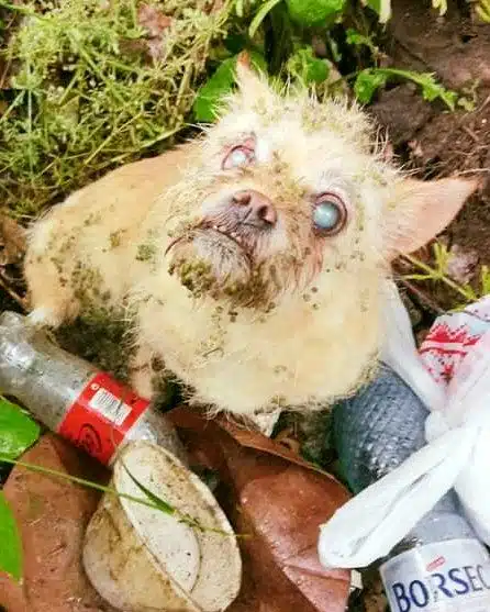 Aveuglé par son pelage épais et emmêlé, ce petit chien errant a évité le pire grâce à l'intervention de ses sauveurs