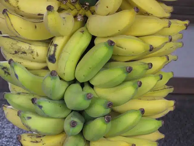 Banane plantain dans un régime alimentaire