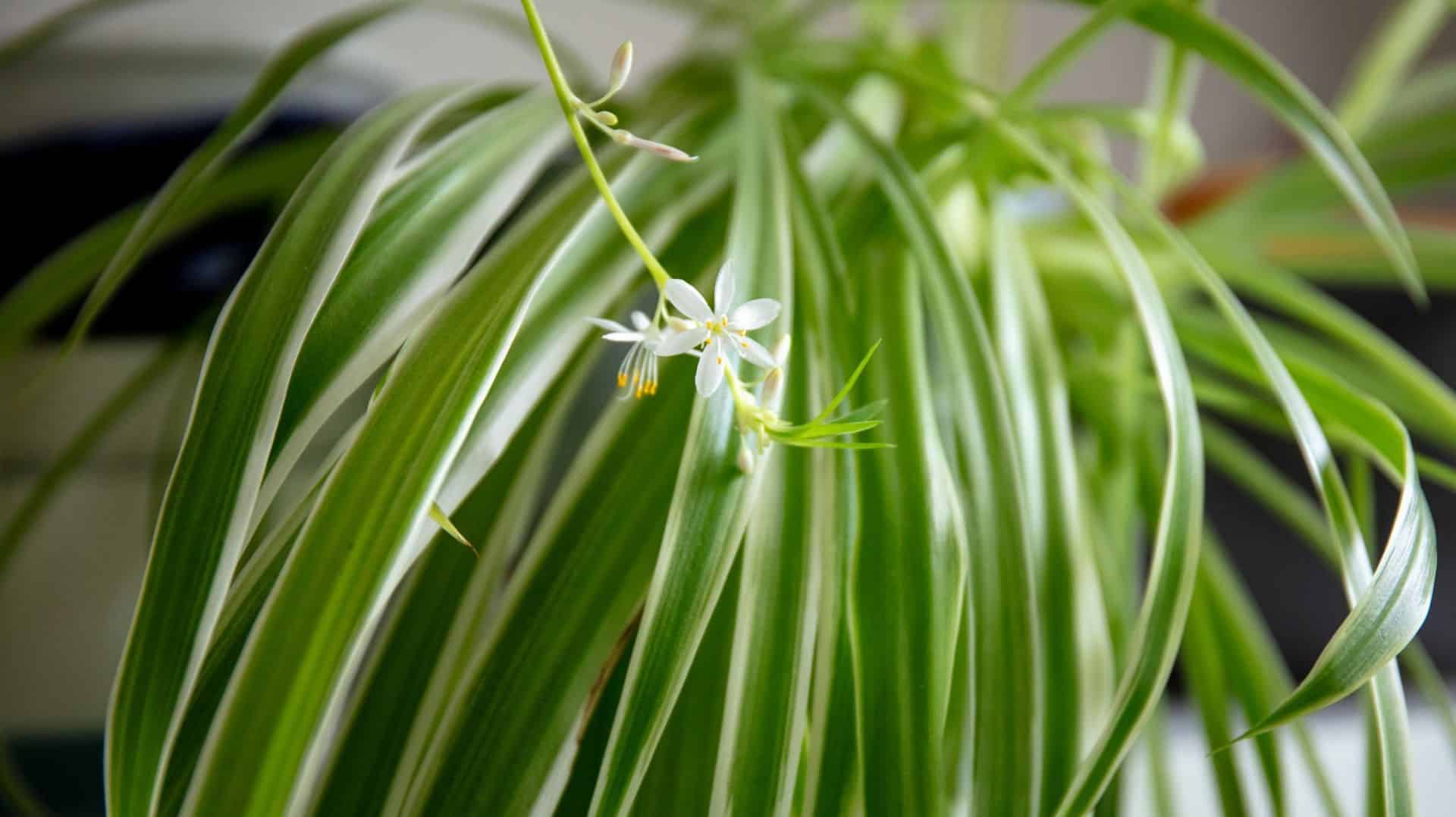Mains préparant un mélange de terreau pour plantes vertes