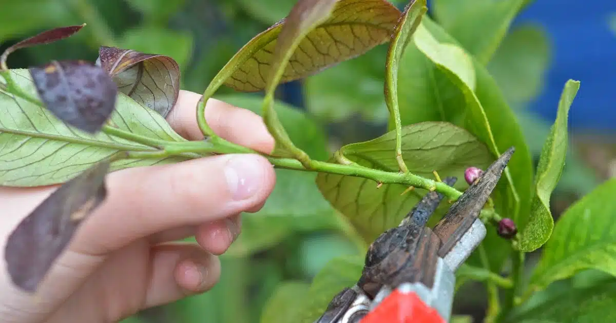 Bouture de citronnier dans une bouteille en plastique